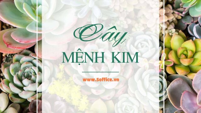Top 5 cây phong thuỷ mệnh Kim - 5office.vn