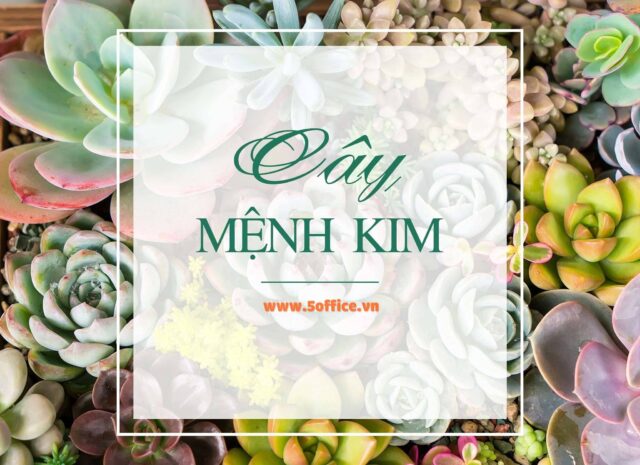 cay-menh-kim Top 5 cây phong thuỷ mệnh Kim - 5office.vn