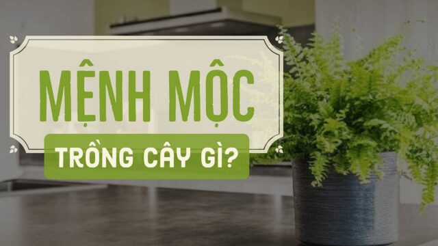 top-3-cay-phong-thuy-menh-moc-5office Top 3 cây phong thuỷ để bàn cho người mệnh Mộc