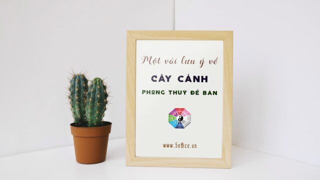 Vài lưu ý khi lựa chọn cây cảnh để bàn hợp phong thuỷ - 5office.vn