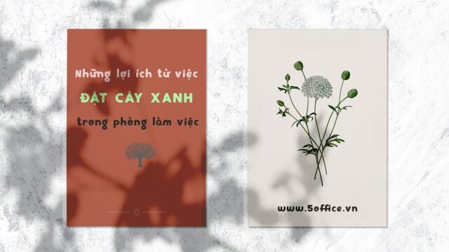 Những lợi ích từ việc đặt cây xanh trong văn phòng làm việc | 5Office